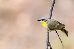 Image of Grey-headed Honeyeater