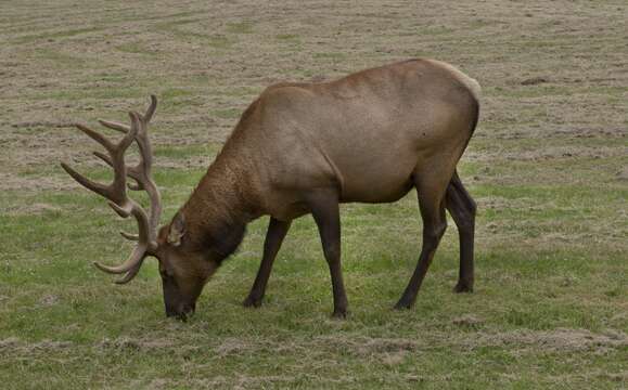 Image of Cervus canadensis roosevelti