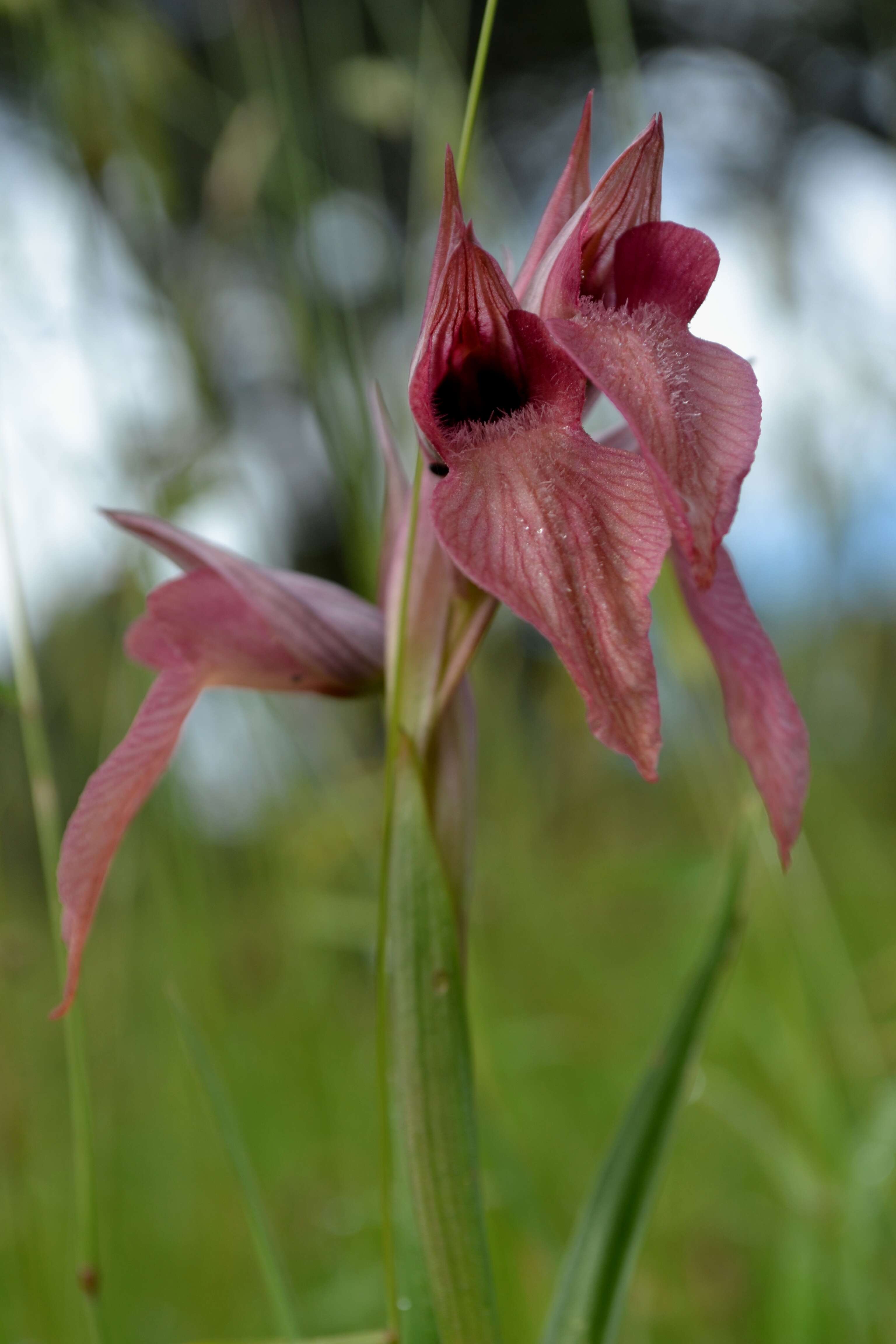 Image of Neglected Serapias