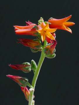 Image of Echeveria elegans Rose