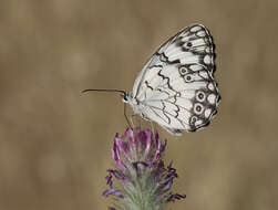 Image of Levantine Marbled White