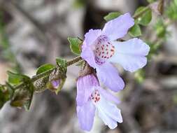 Image of Monarto Mint-bush