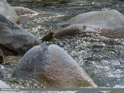 Image of Brown Dipper