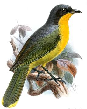 Image of Black-fronted Bushshrike