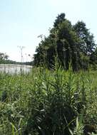 Image of marsh sow-thistle