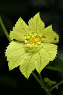 Image of Dalechampia capensis A. Spreng.