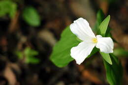 Image of White trillium