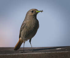 Image of Black Redstart