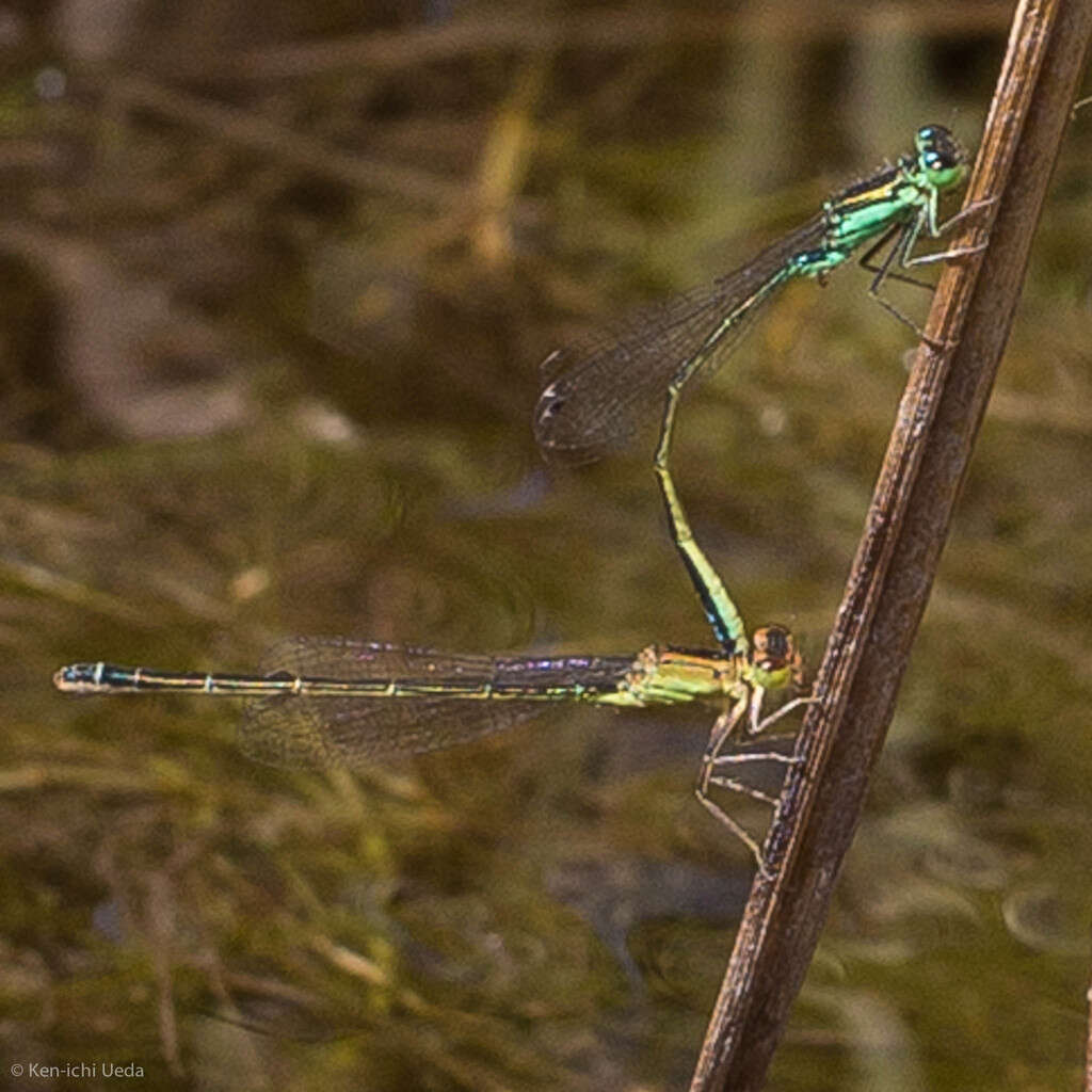 Image of Black-fronted Forktail