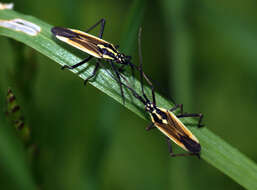 Image of Meadow Plant Bug