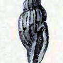 Image of Eucithara unilineata (E. A. Smith 1876)