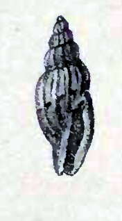 Image of Eucithara unilineata (E. A. Smith 1876)