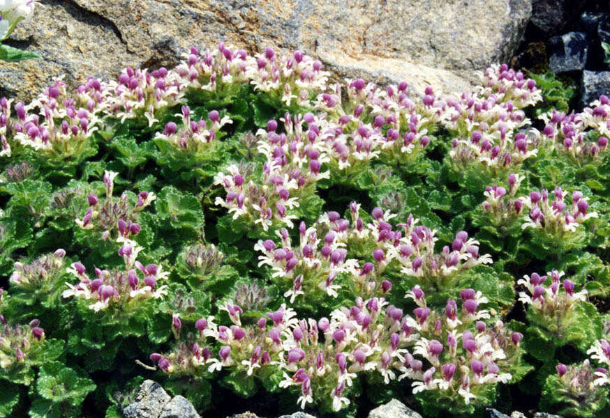 Слика од Teucrium pyrenaicum L.