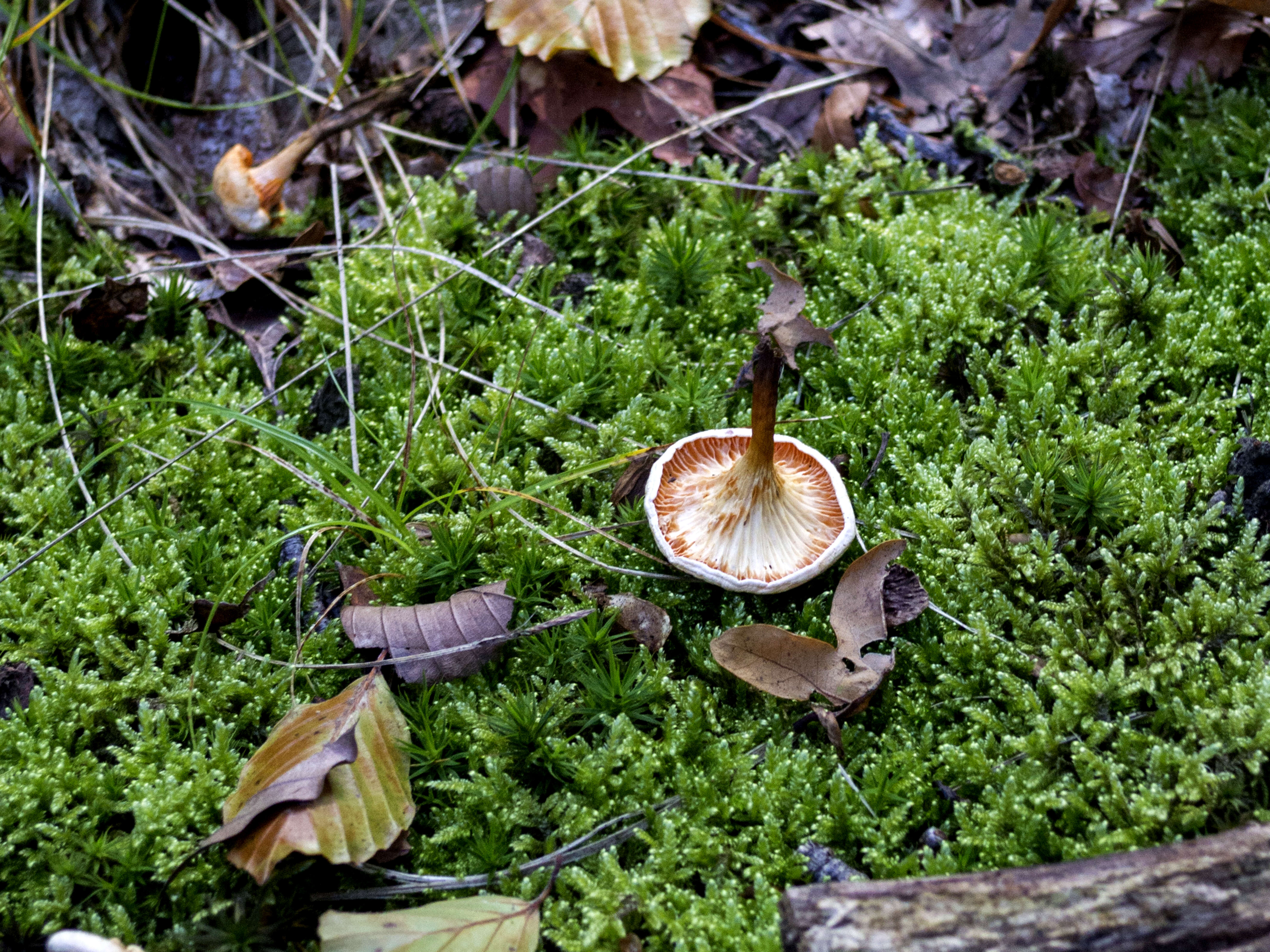 Imagem de Hygrophoropsis aurantiaca (Wulfen) Maire 1921