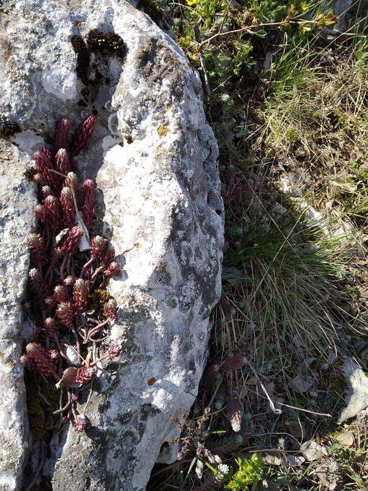 Image of White Stonecrop