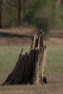 Image of Ashy Wood Swallow