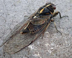 Image of Chatham Island cicada