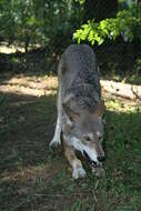 Image of Red wolf