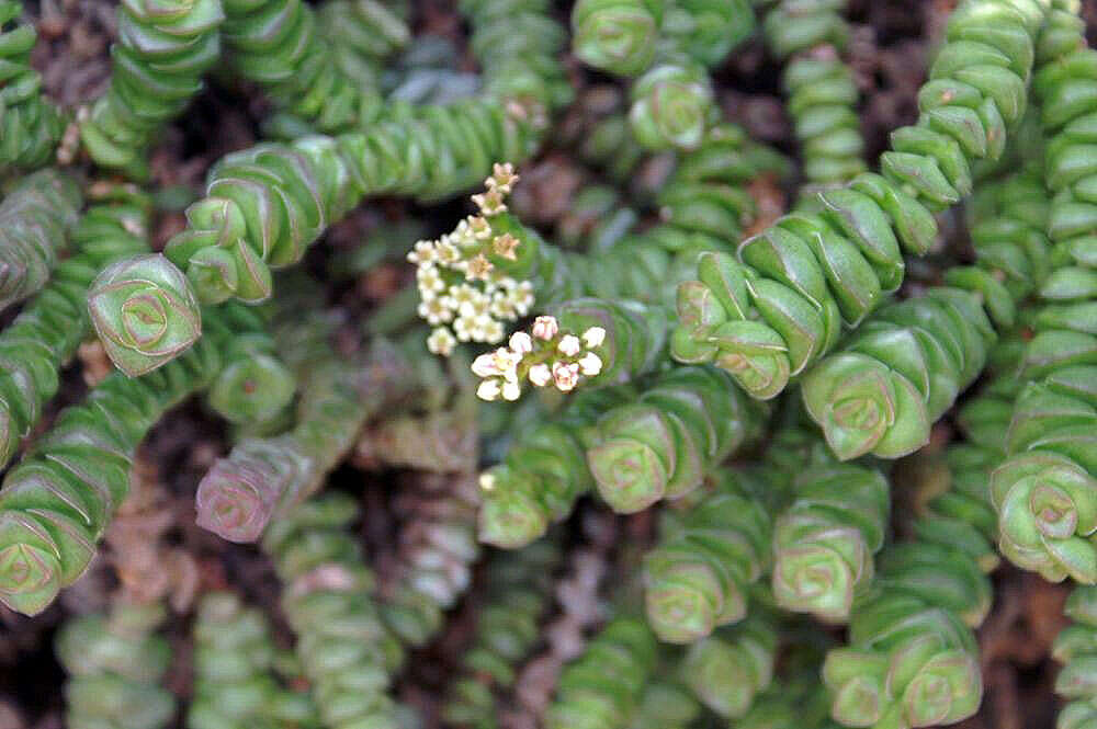 Image of Concertina plant