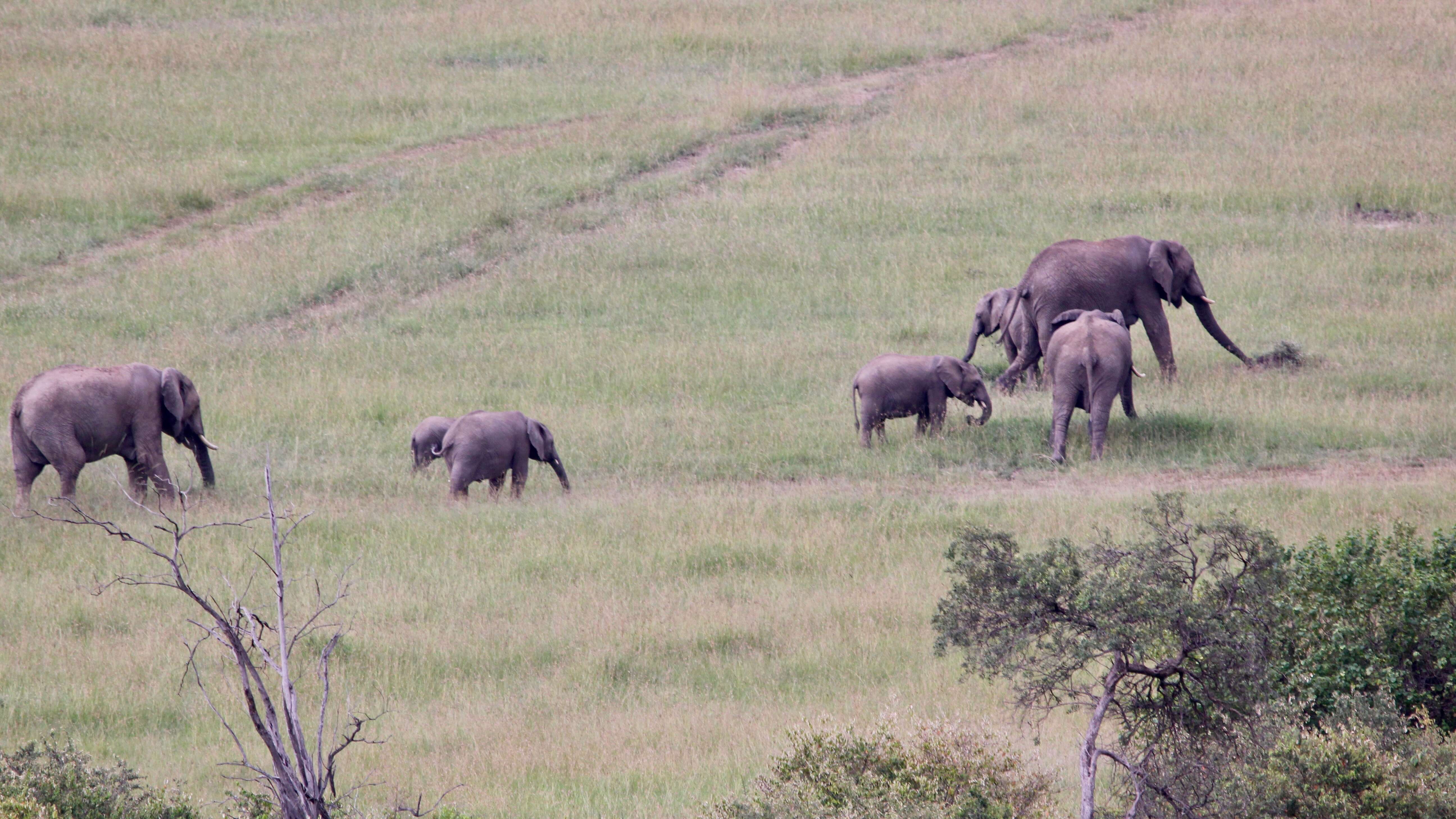 Image of African elephant