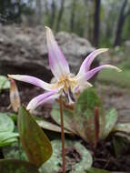 Image of Dog tooth lily