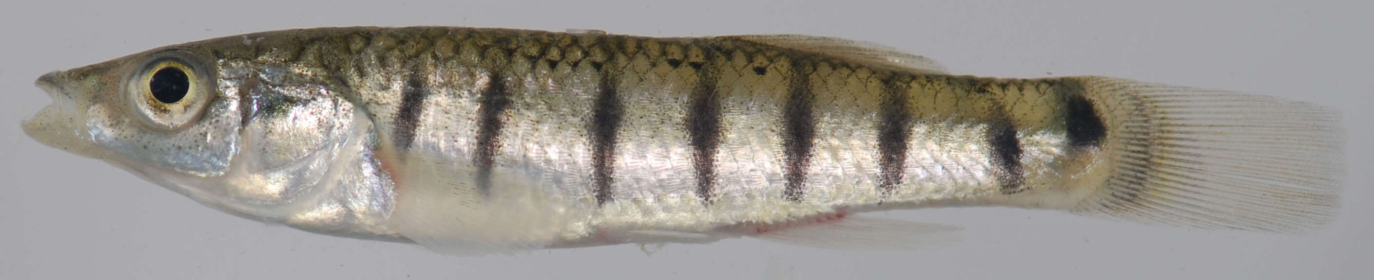 Image of Striped Killifish