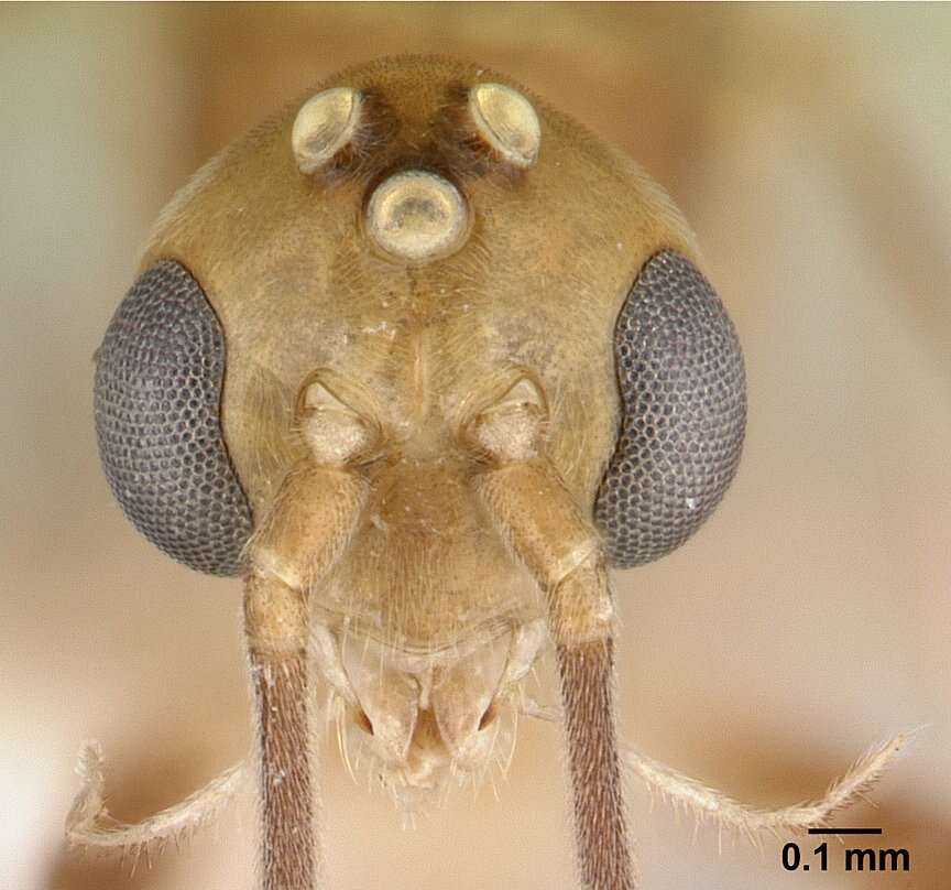 Image of Mesoponera melanaria