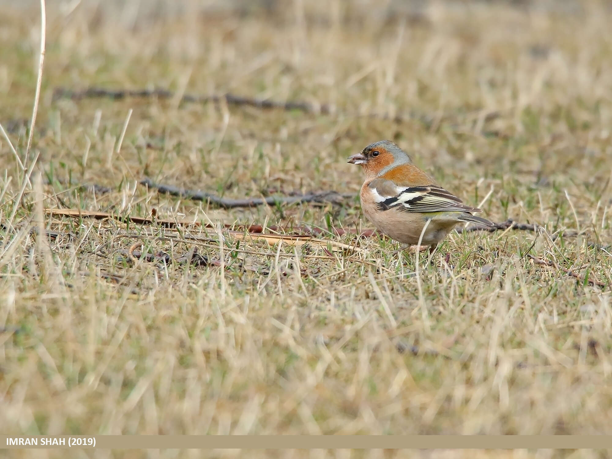 Image of Fringilla Linnaeus 1758