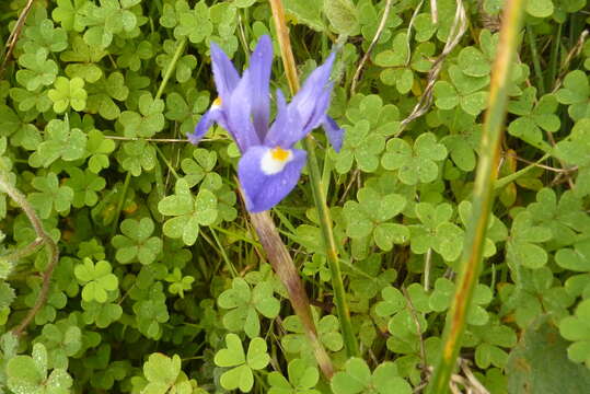 Image of Barbary Nut Iris