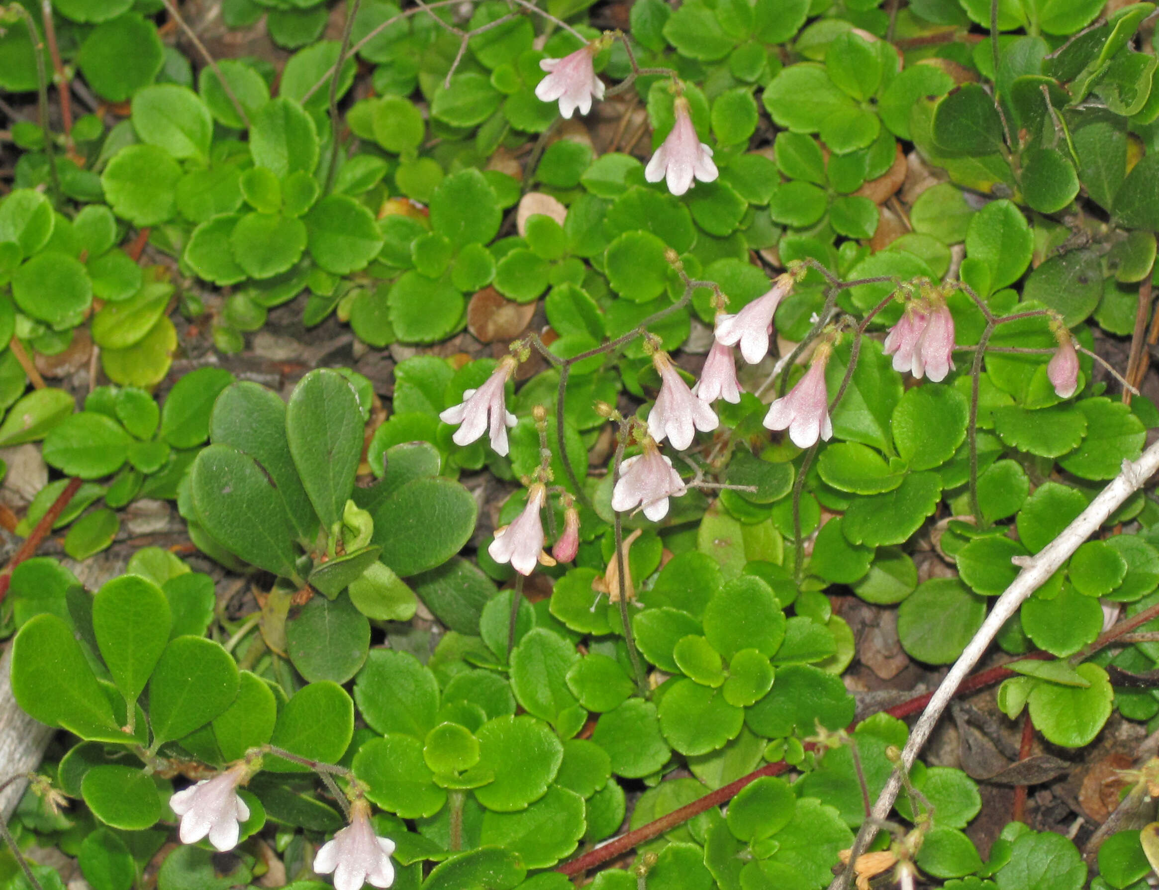 Image of Twinflower