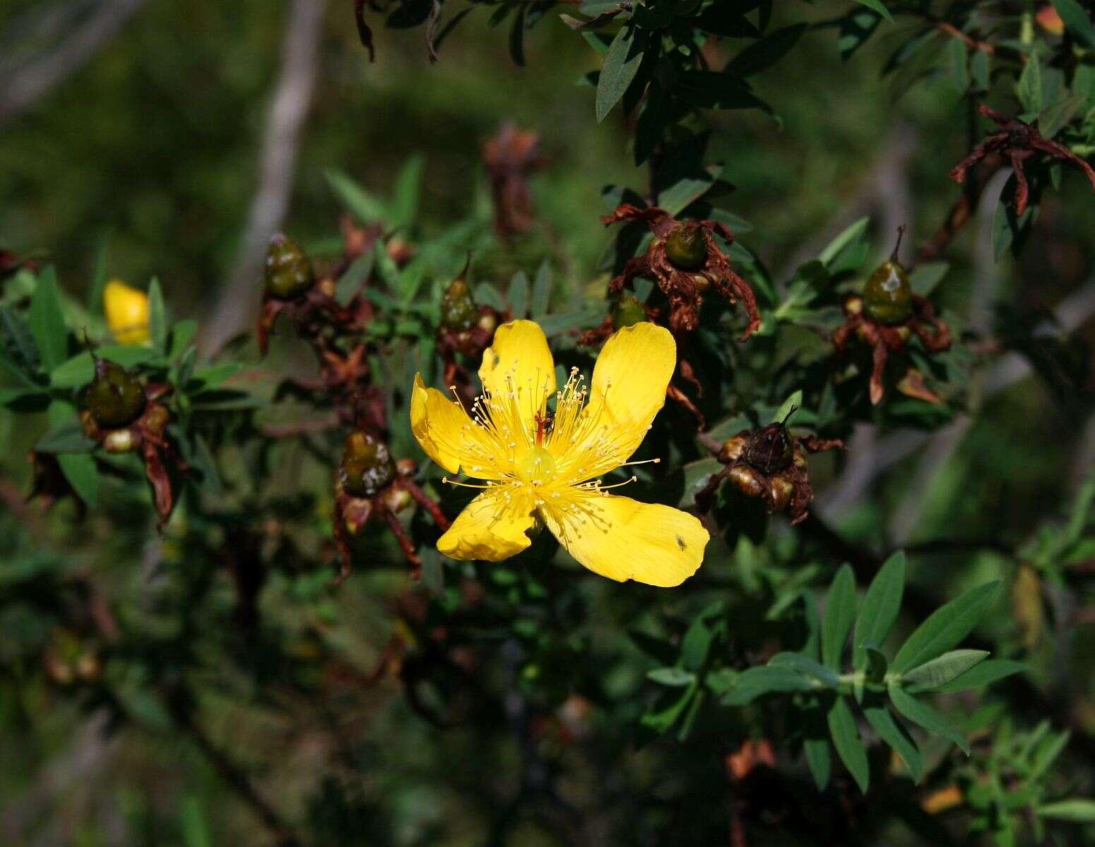 Image of Hypericum revolutum Vahl