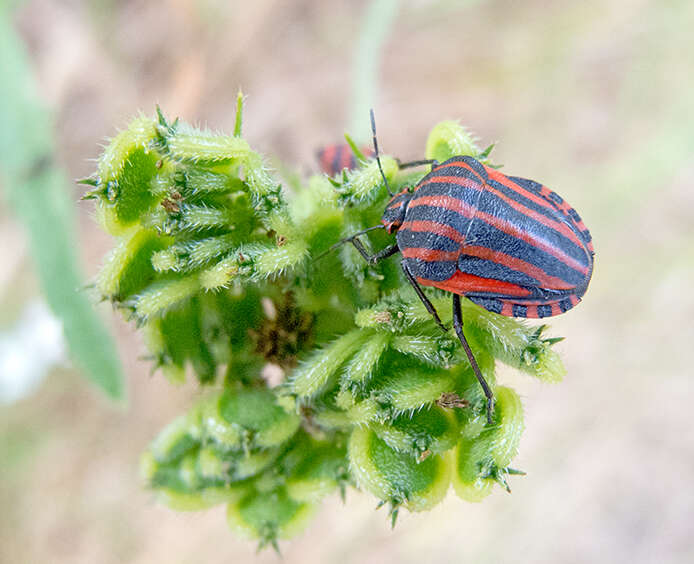 Image of <i>Graphosoma italicum</i>