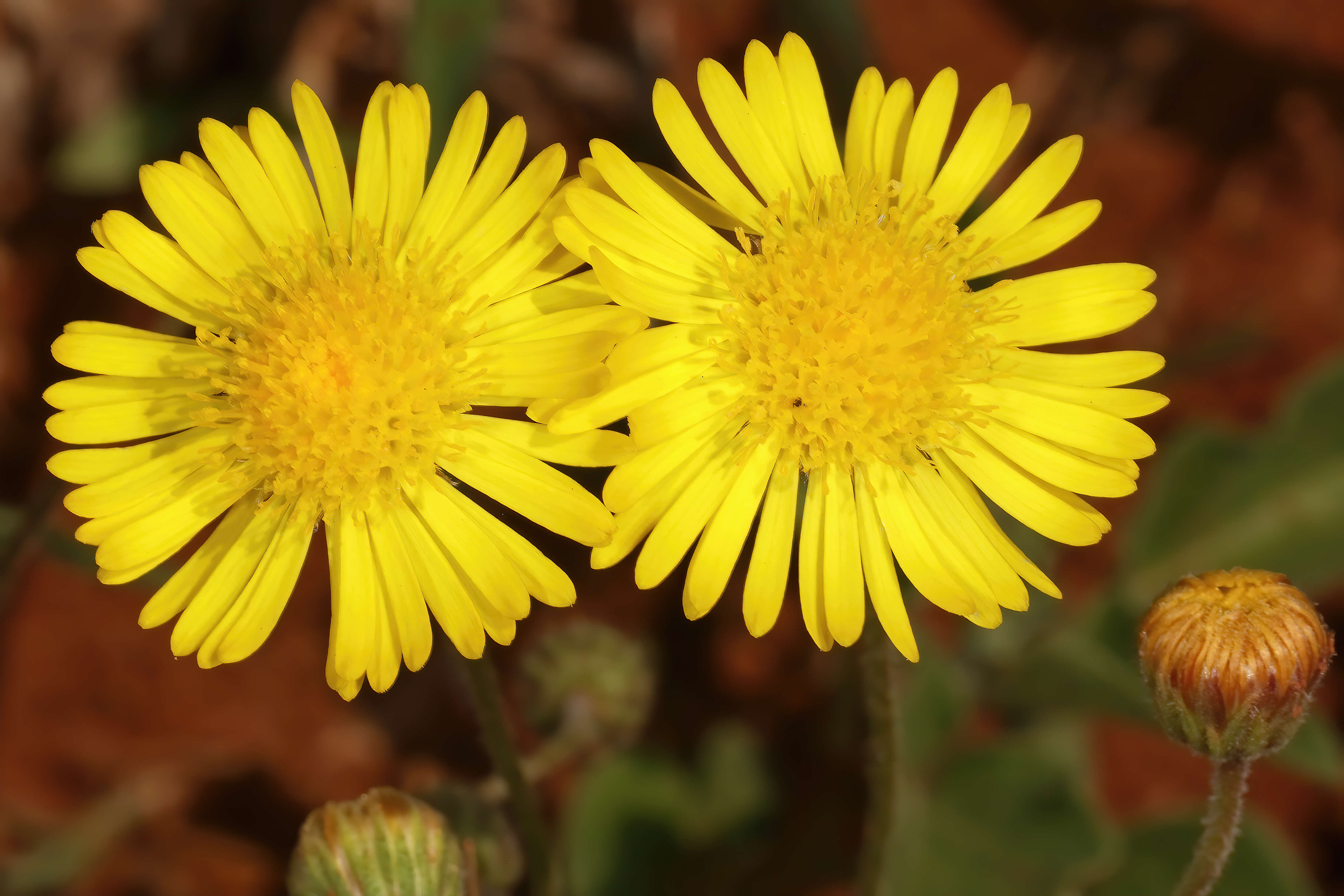 Image of Yellow felicia