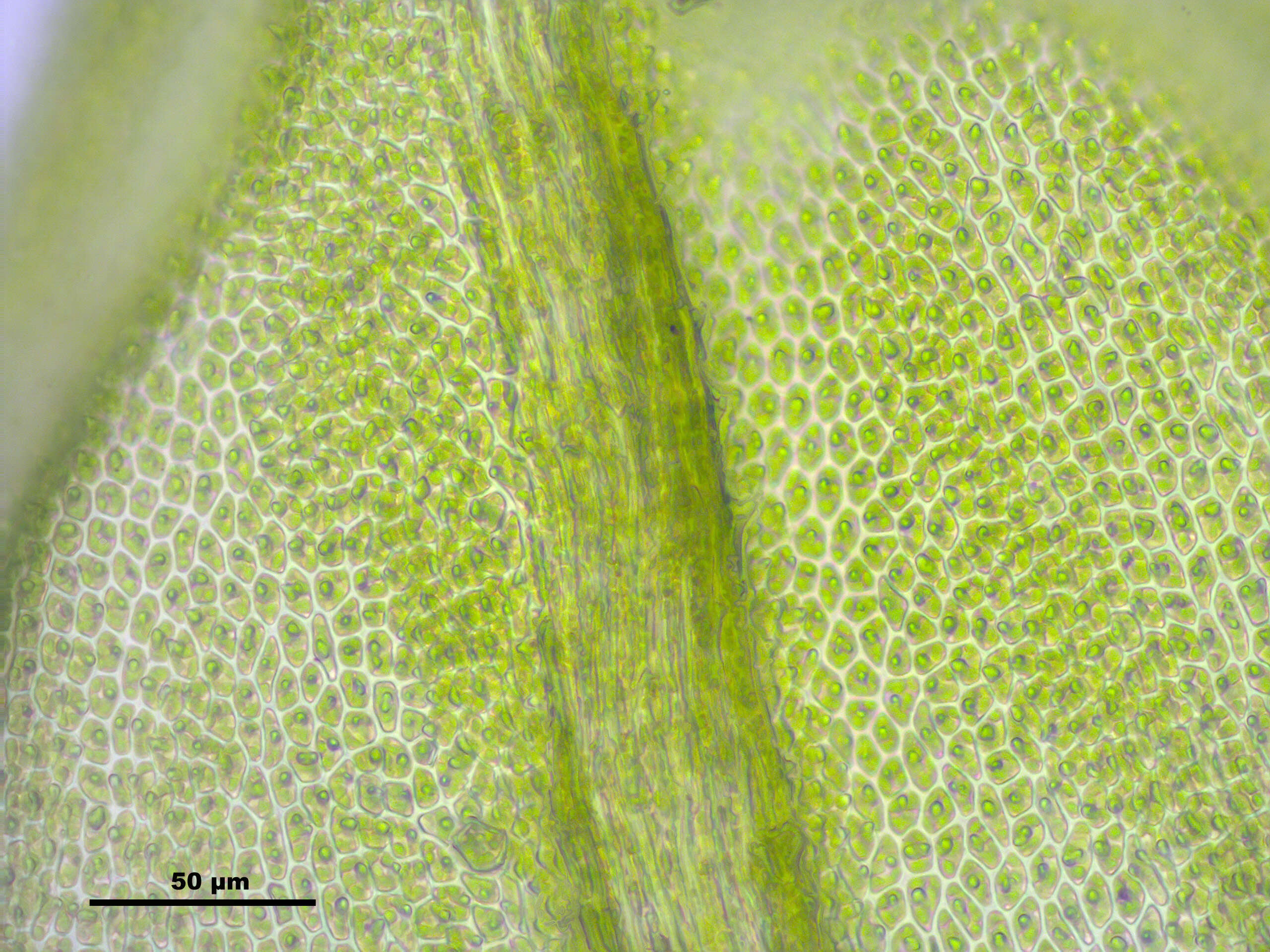 Image of delicate thuidium moss