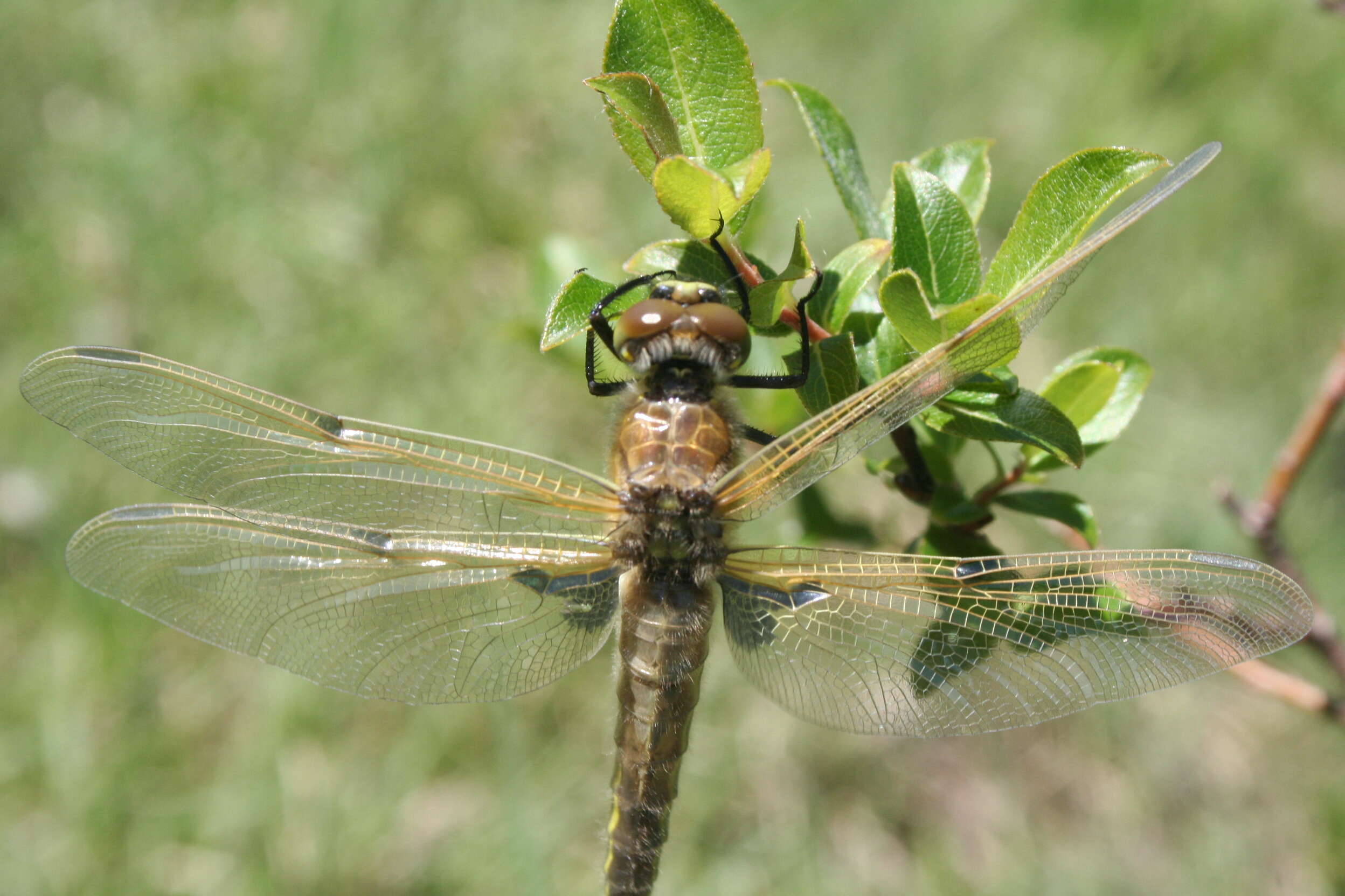 Image of Four-spotted Chaser