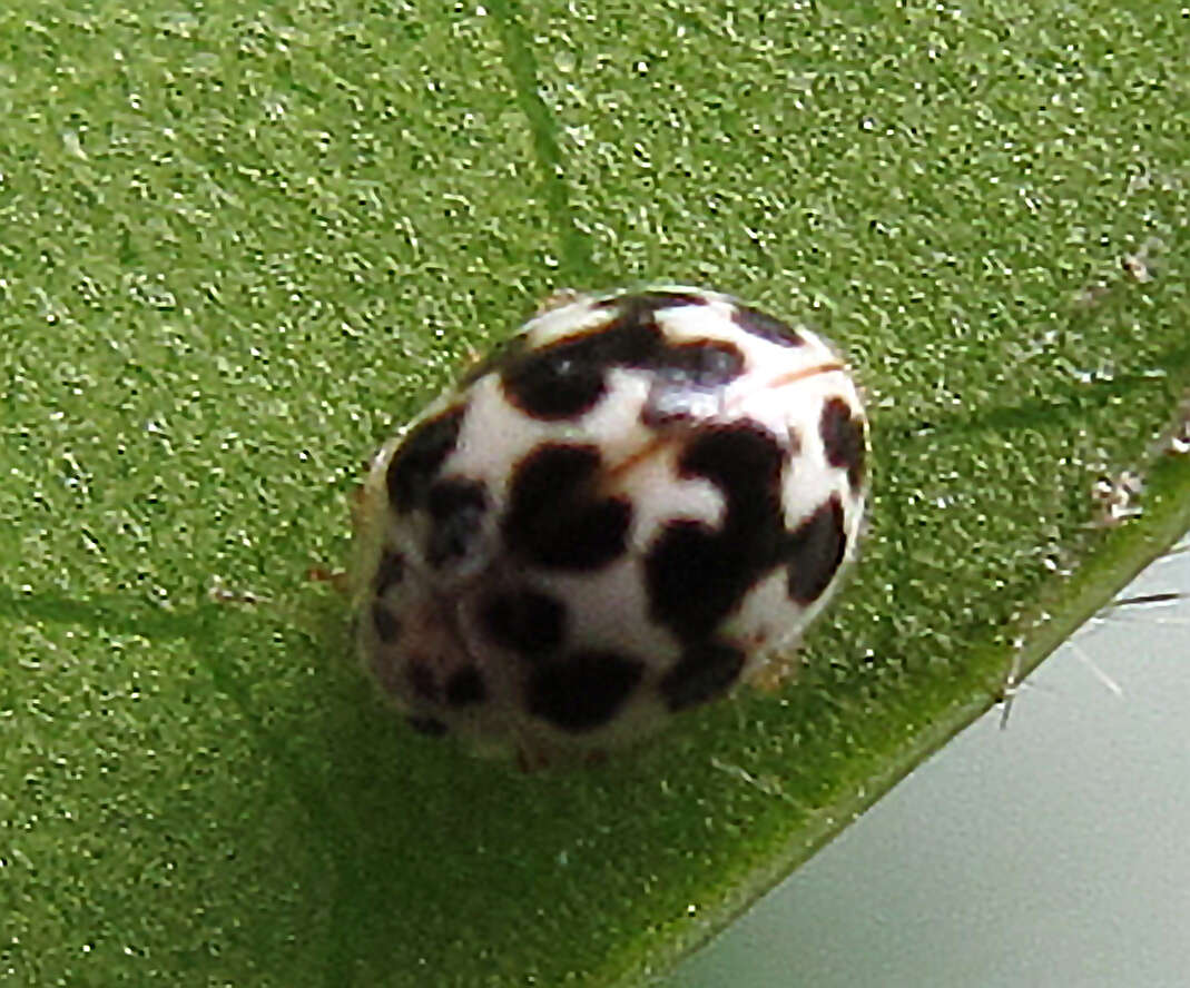 Image de Psyllobora vigintimaculata (Say 1824)