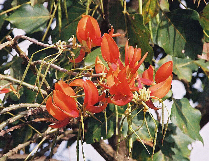 Imagem de Erythrina poeppigiana (Walp.) O. F. Cook