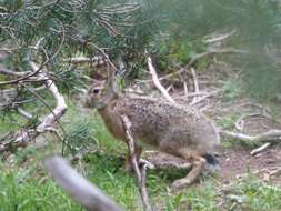 Image of Broom Hare