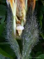 Image of fall dandelion