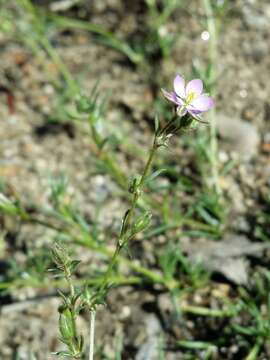 Image of red sandspurry