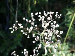 Image de Gypsophila paniculata L.