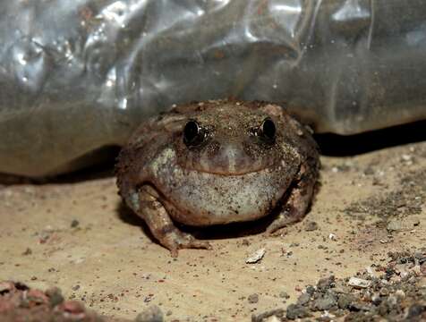 Image of Burrowing frog