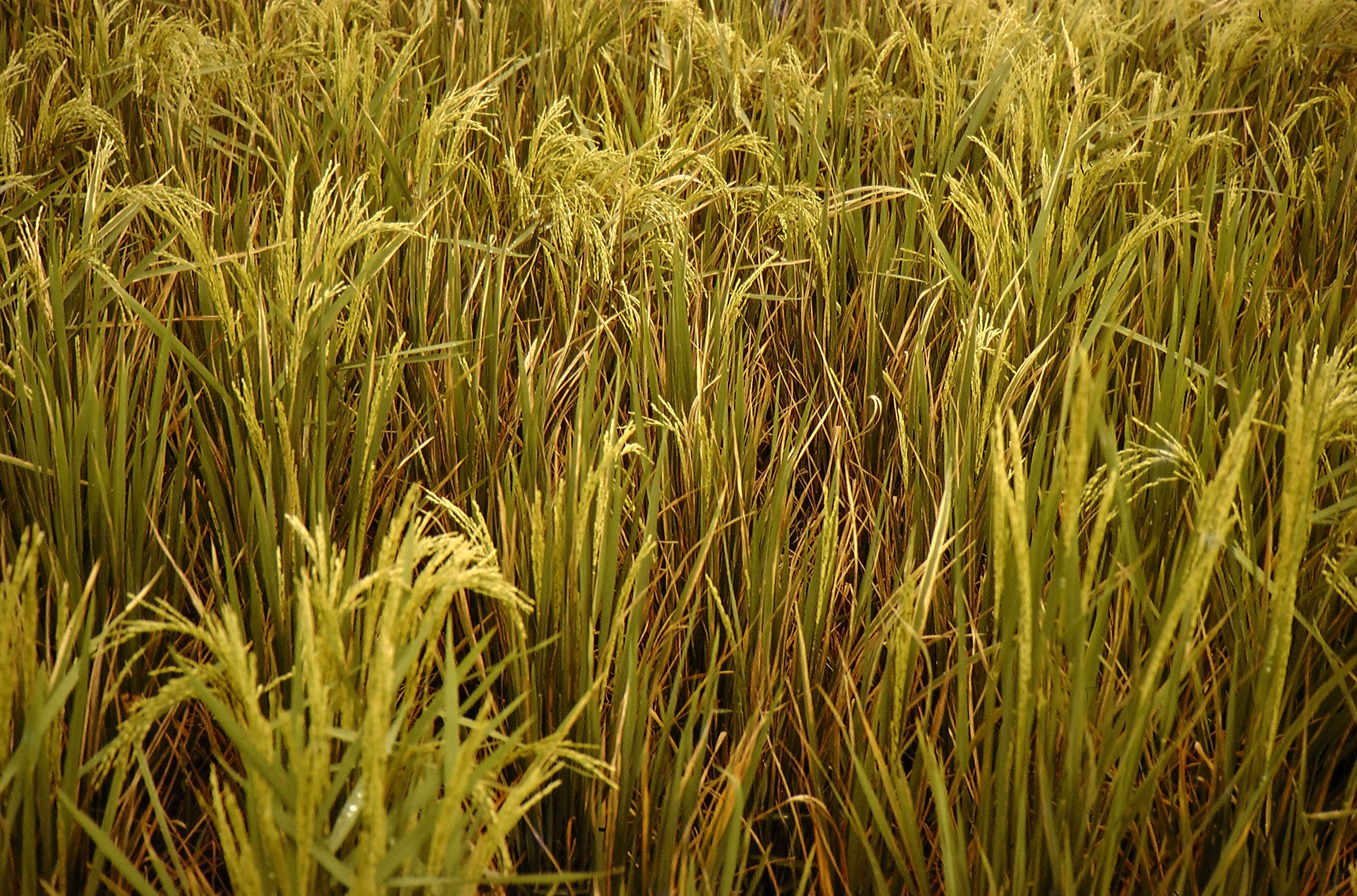 Imagem de Oryza sativa L.