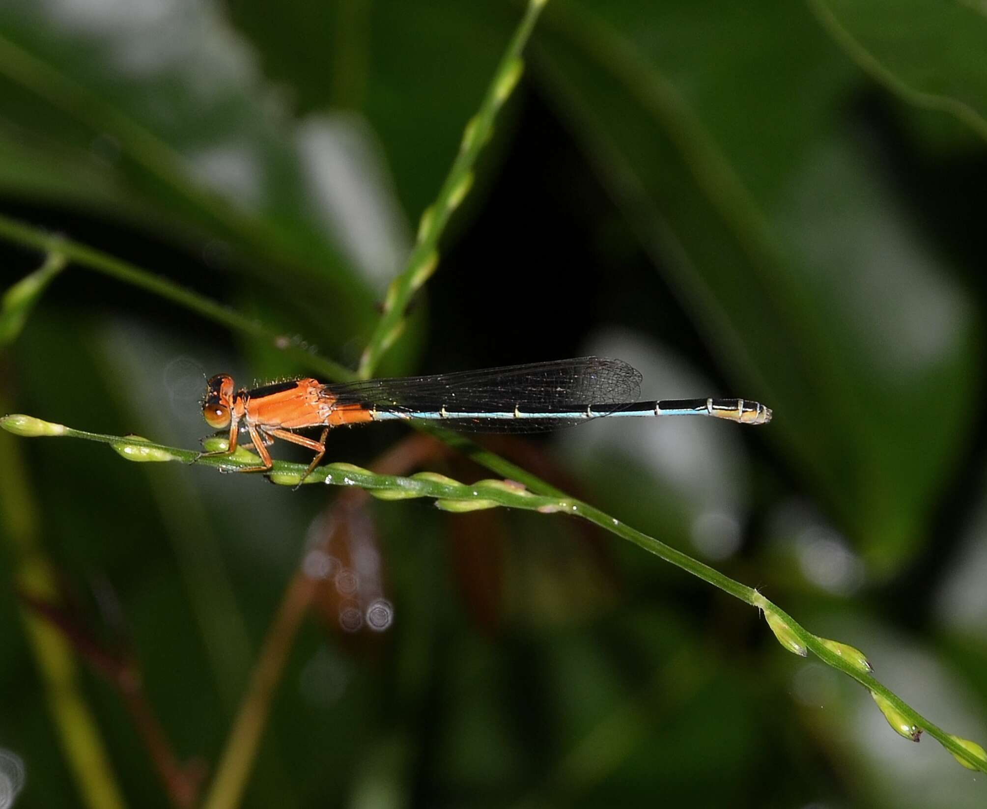 Image of Senegal bluetail