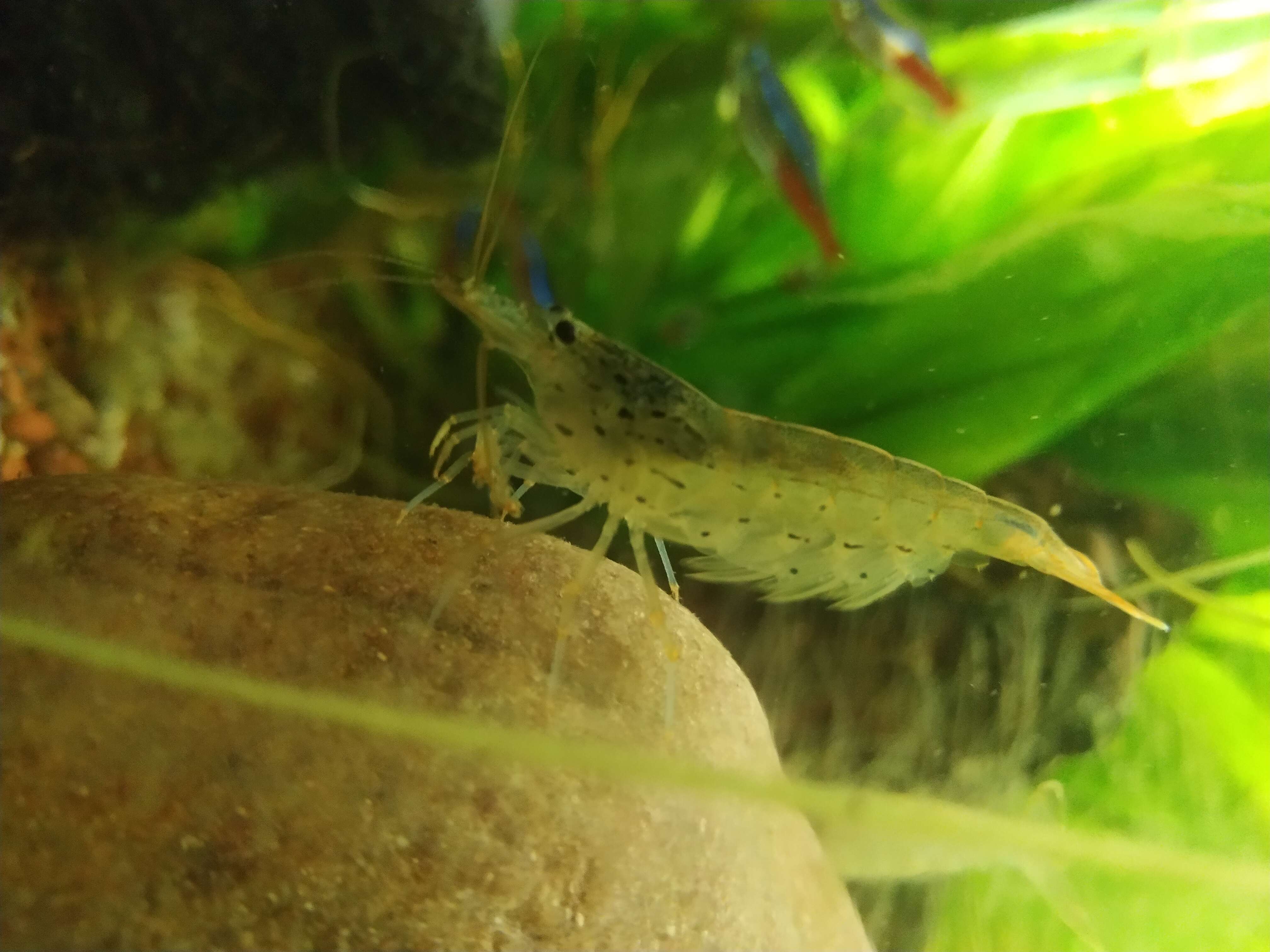 Image of Caridina multidentata