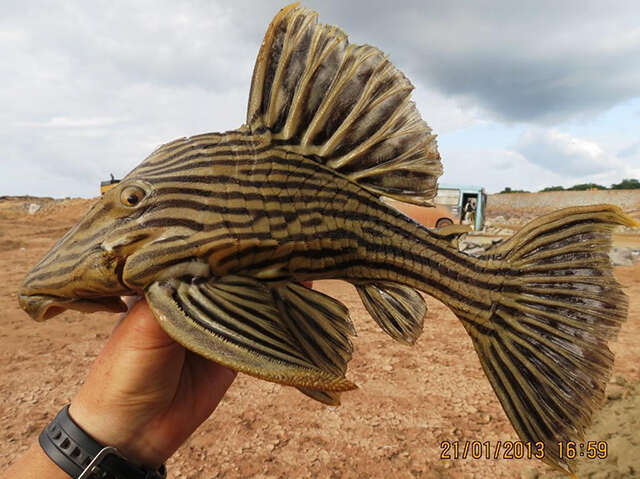 Image of Panaque armbrusteri Lujan, Hidalgo & Stewart 2010