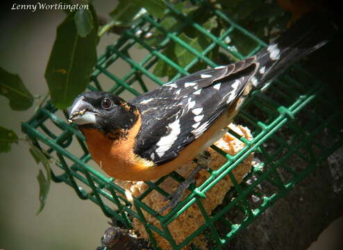 Image of Black-headed Grosbeak