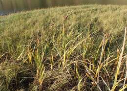 Image of seacoast bulrush