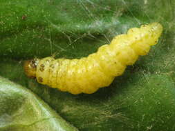 Image de Herpetogramma aeglealis Walker 1859