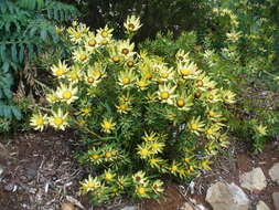 Image de Leucadendron sessile R. Br.